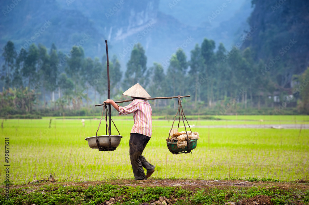 越南农民在Tam Coc宁平的稻田里。亚洲的有机农业