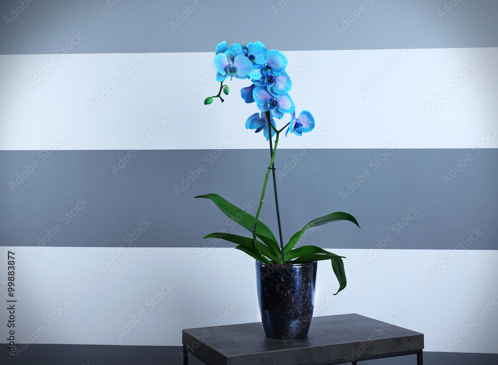 房间桌子上有漂亮的蓝色兰花，特写