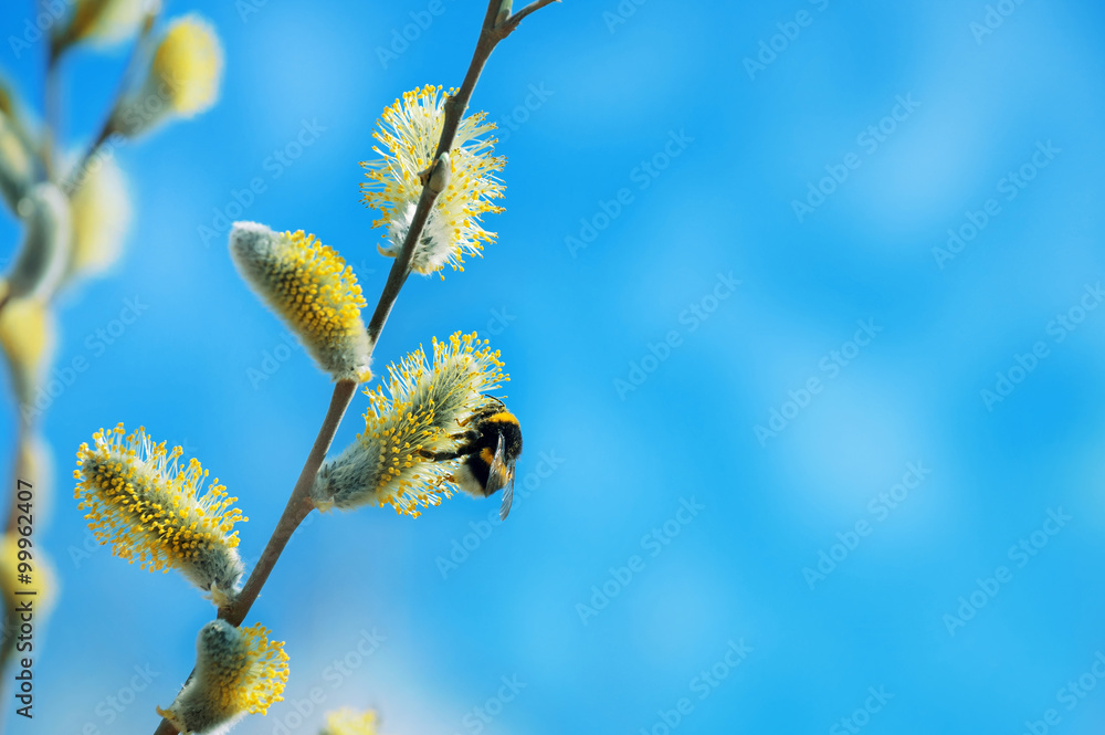 春天的背景是树枝上盛开的柳树上的大黄蜂