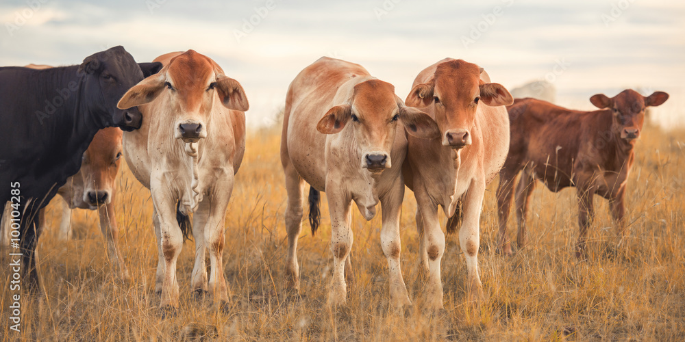 昆士兰白天听说围场里有奶牛