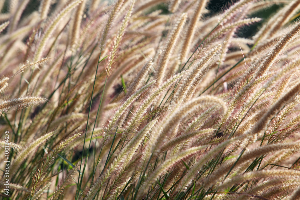 reeds grass