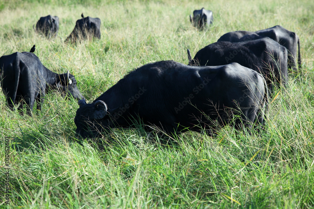 水牛在田里吃草