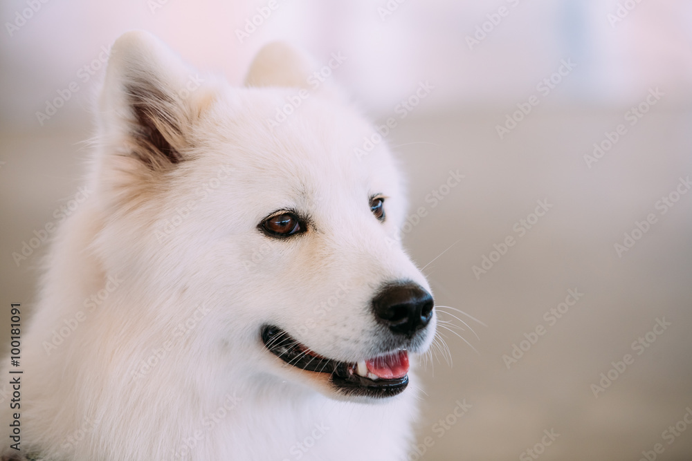 快乐的白色萨摩耶犬
