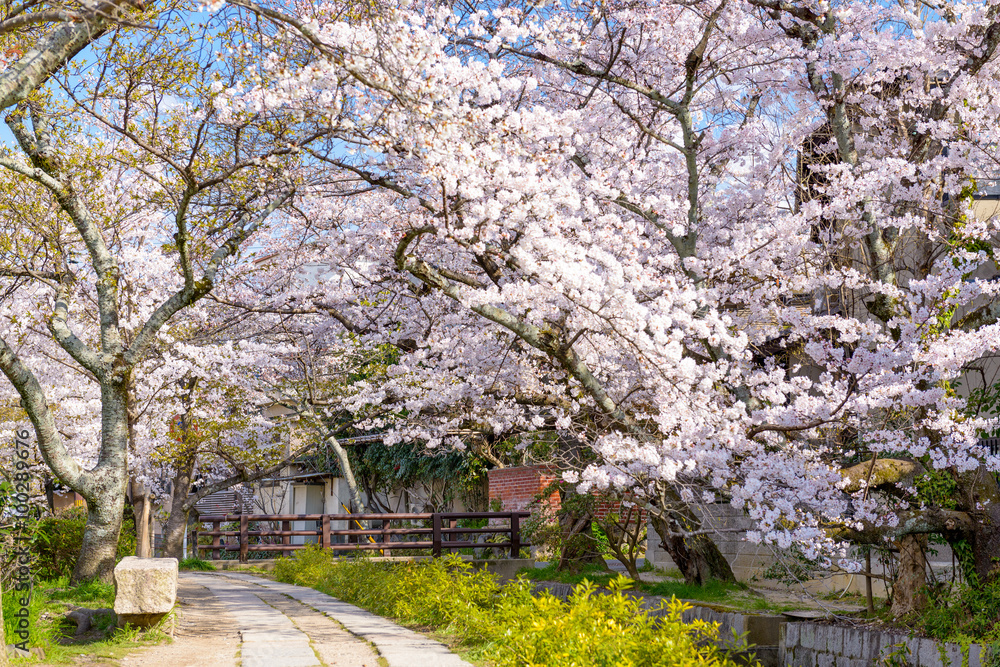 春季，哲学家在日本京都漫步。