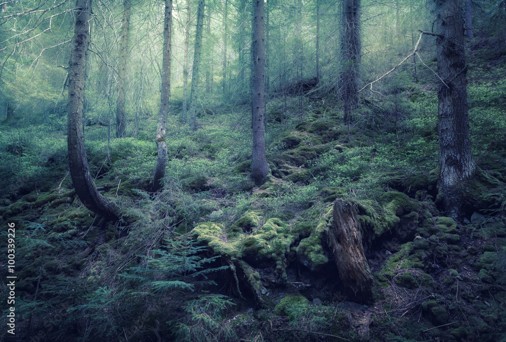 童话般的春天森林，清晨有绿雾。复古风格