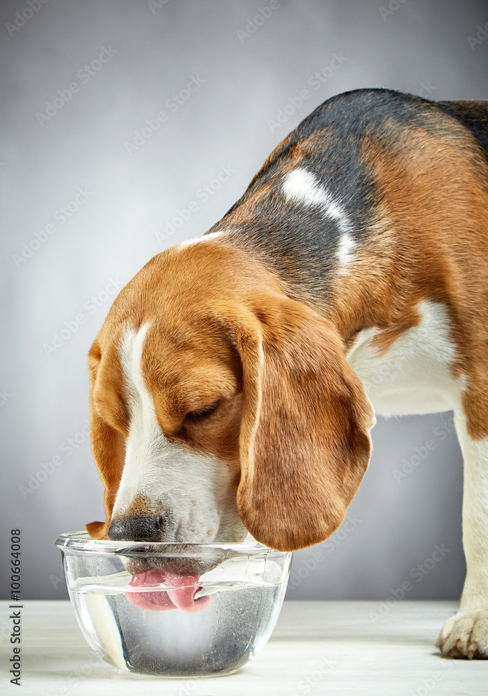 比格犬喝水