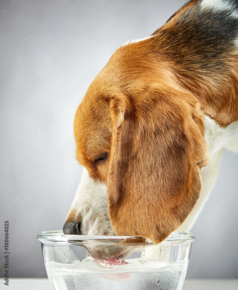 小猎犬喝水