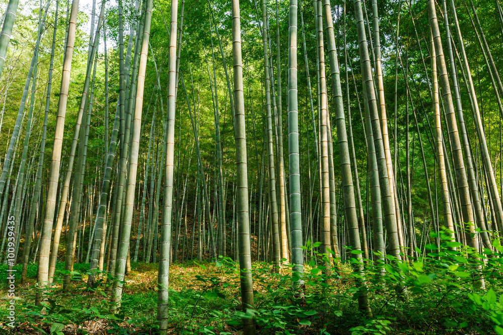 Green bamboo forest in the summer