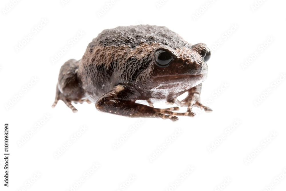 白色背景下的年轻牛蛙。