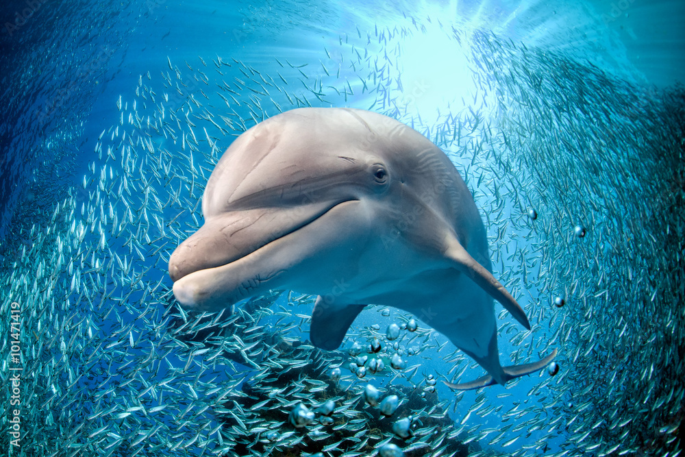 蓝色海洋背景下的水下海豚