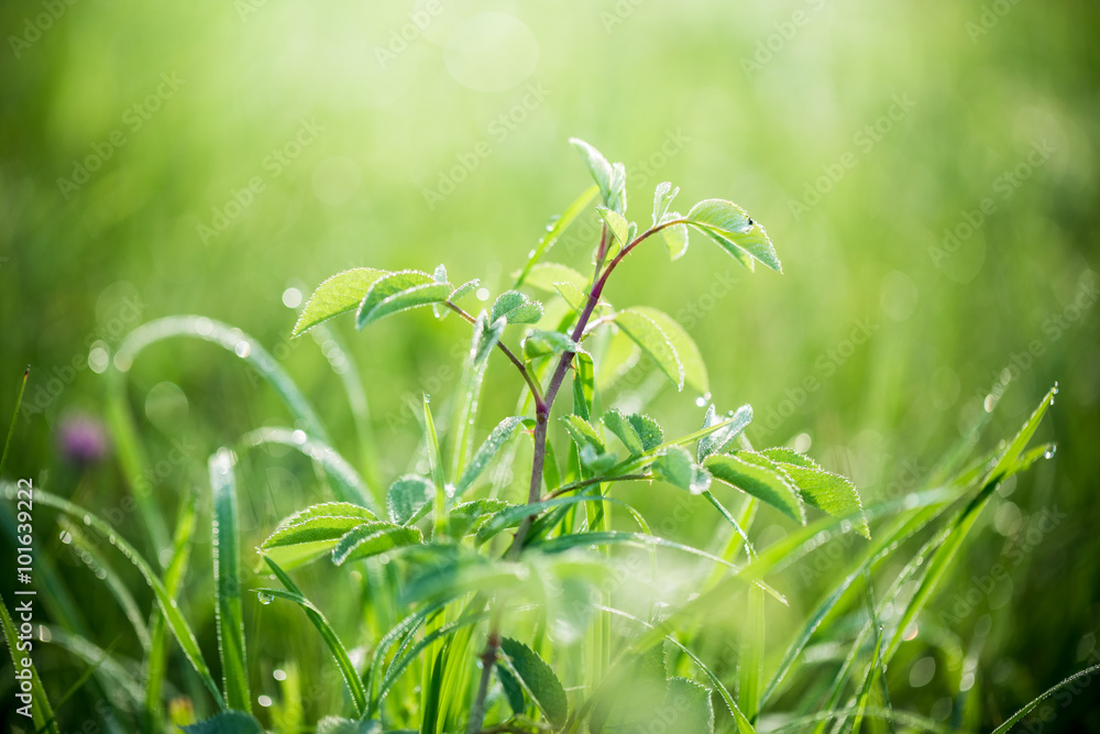 阳光光束背景下有水滴的新鲜绿草。柔和聚焦