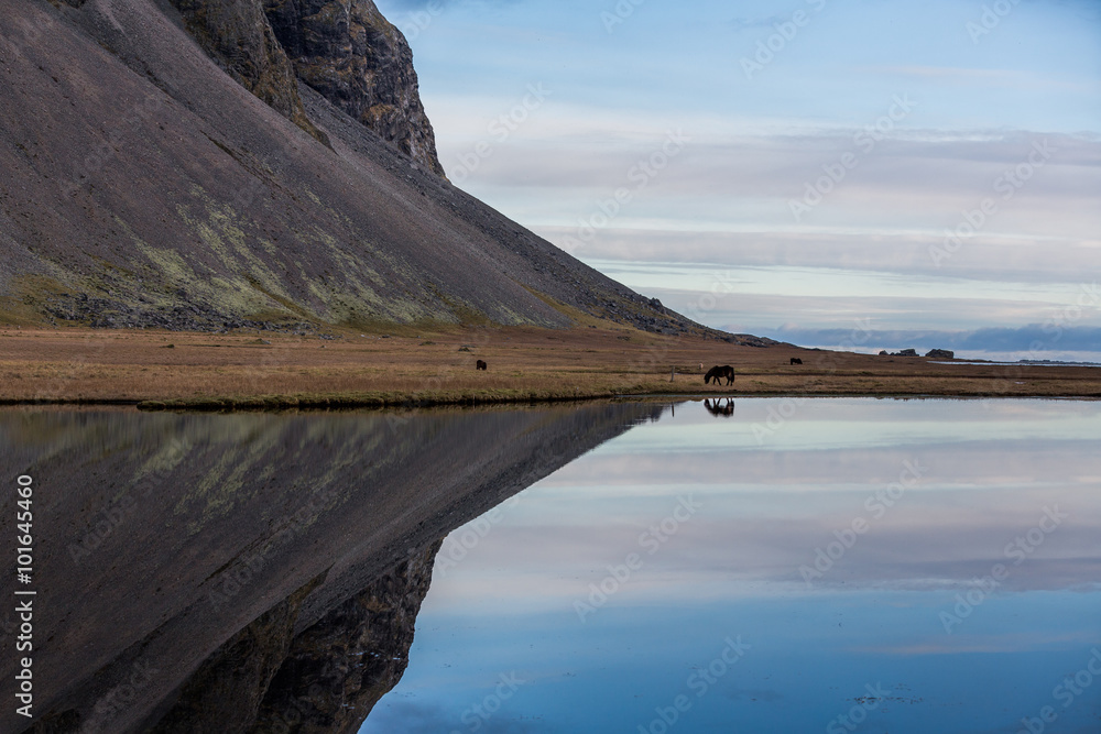 冰岛马在山边的湖中被重新饲养