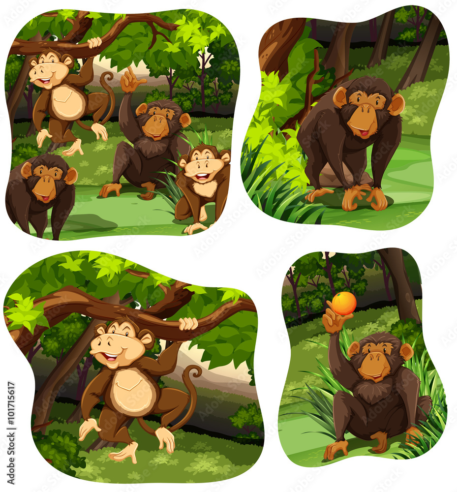 生活在森林深处的猴子
