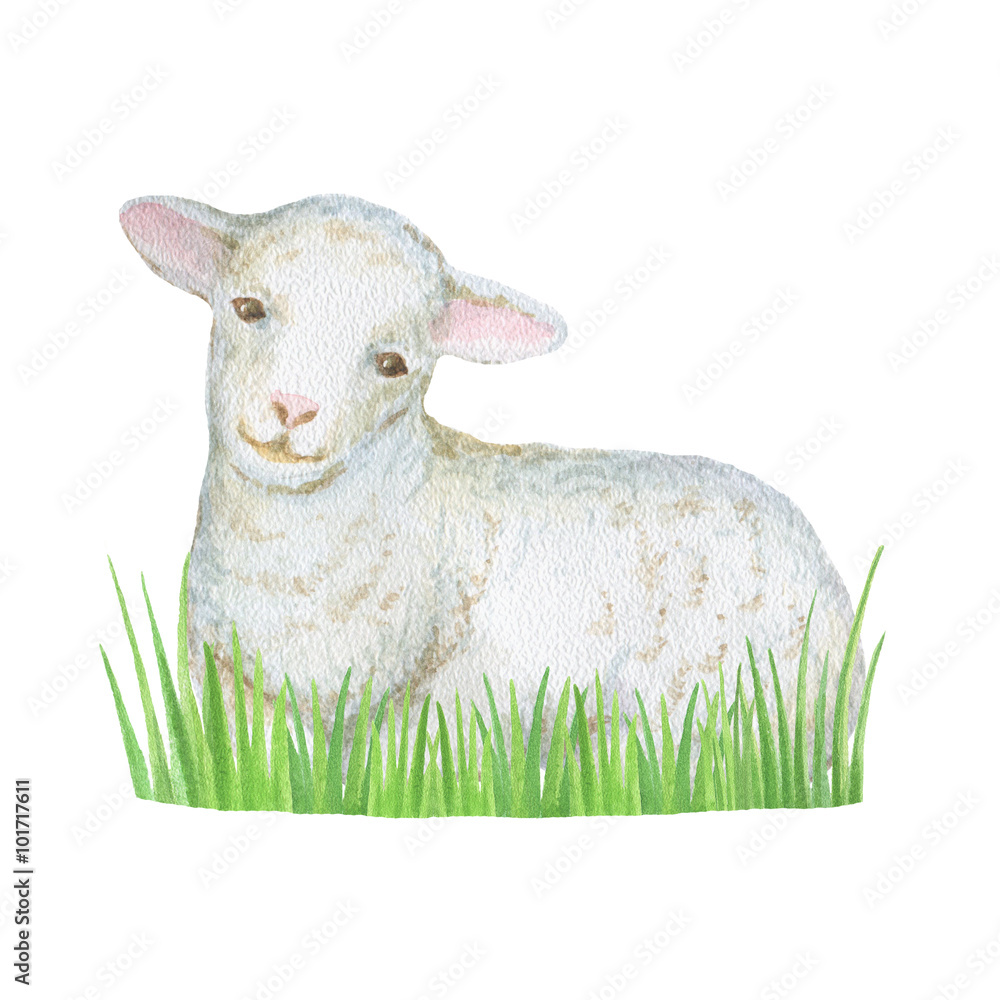 水彩绵羊和绿草。