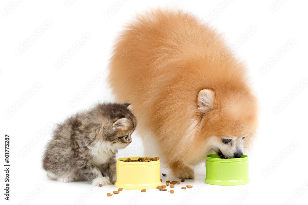 小波美拉尼亚犬和波斯猫在隔离期间一起吃东西