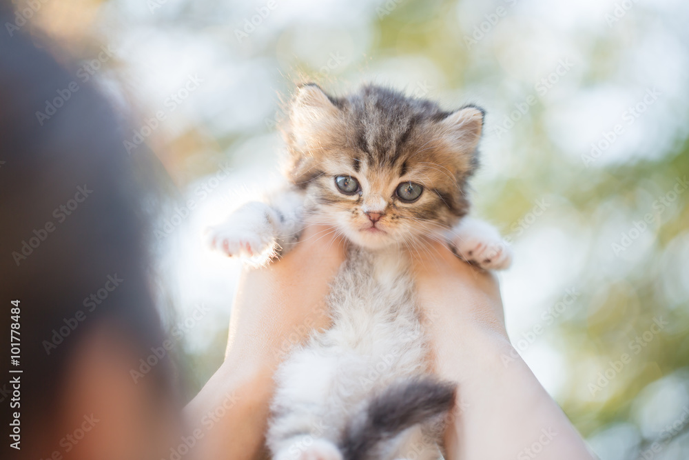 亚洲小女孩抱着可爱的波斯小猫，公园里阳光明媚