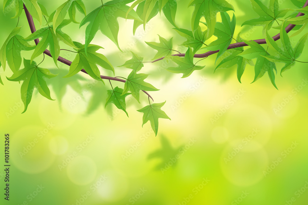 春天的绿色枫叶背景，矢量插图