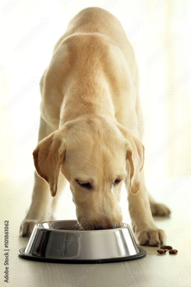拉布拉多犬在木桌背景上吃碗里的食物