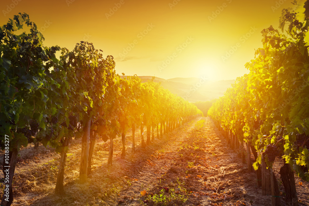 意大利托斯卡纳的葡萄园景观。日落时的葡萄酒农场