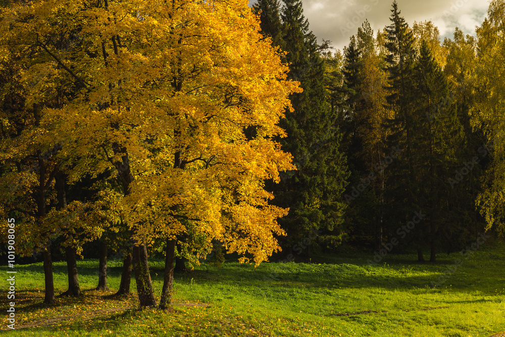 Желтые листья на дереве, солнечная погода в лесу