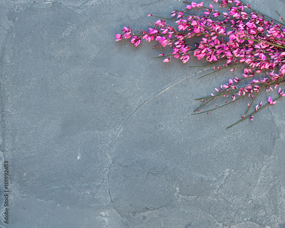紫色春天盛开的树枝，灰色混凝土石头背景，俯视图，复制空间。