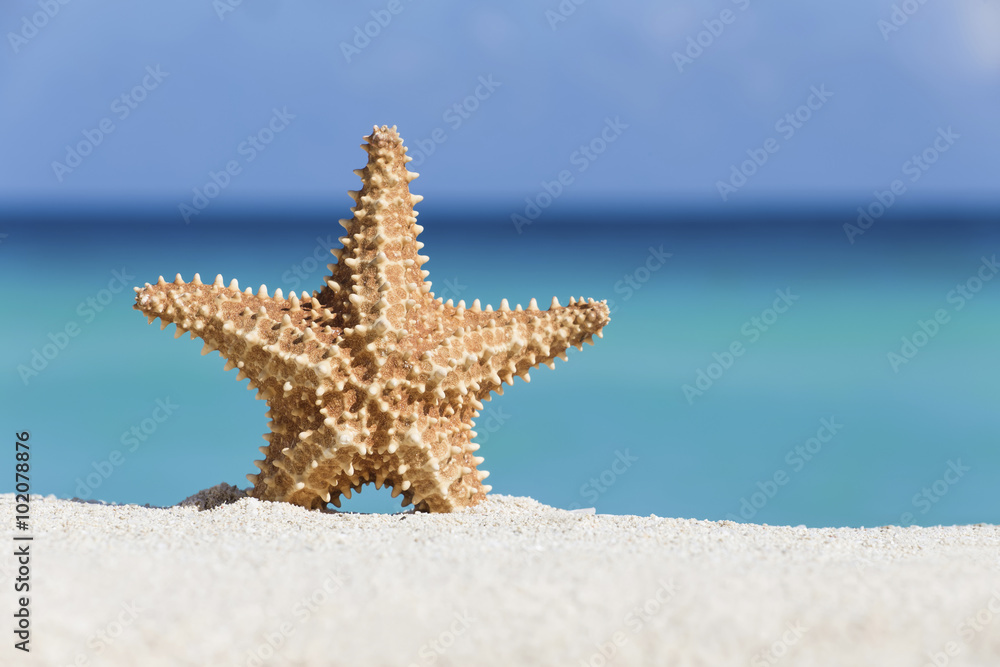 Seashell on caribbean sandy beach