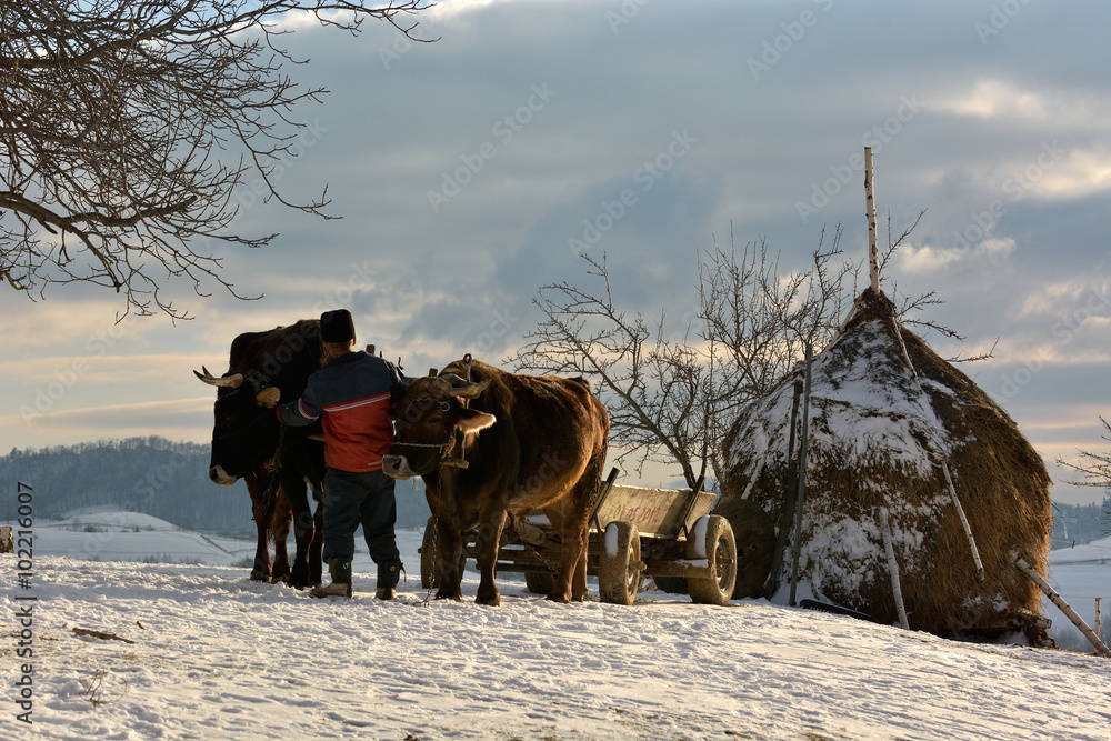 欧洲罗马尼亚特兰西瓦尼亚霍尔巴夫，令人惊叹的高山景观中的牛车和牧羊人