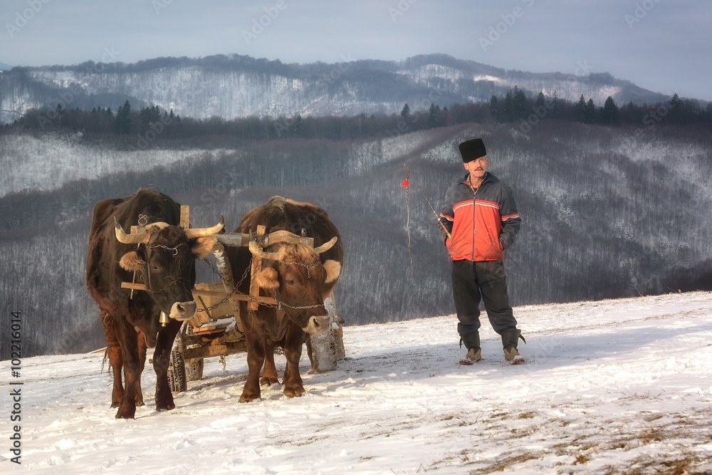 欧洲特兰西瓦尼亚霍尔巴夫，令人惊叹的高山景观中的牛车和牧羊人