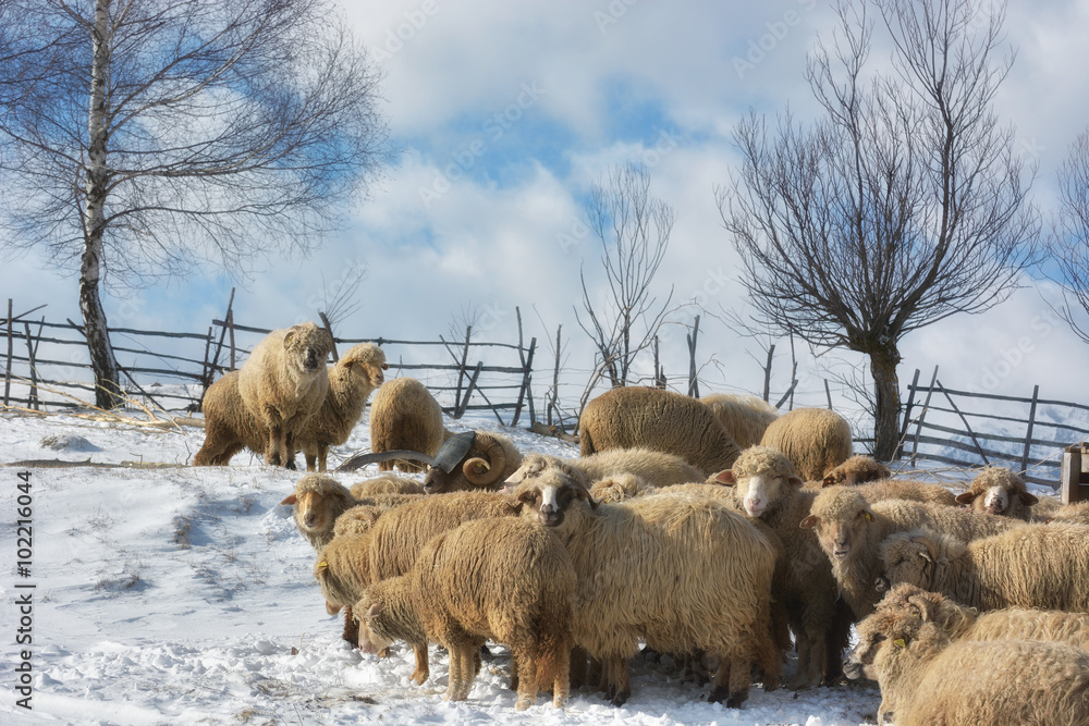 欧洲特兰西瓦尼亚霍尔巴夫，令人惊叹的高山景观中的羊群