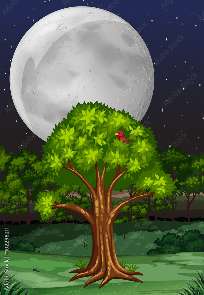 夜晚有树和满月的自然景象