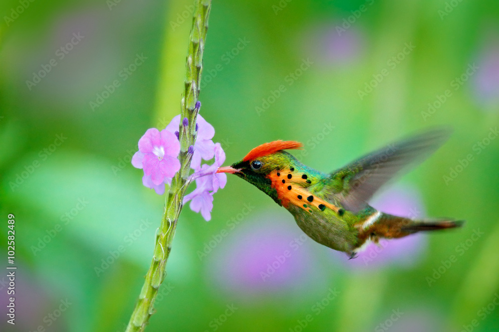 簇绒蜂鸟，五颜六色的蜂鸟，绿色和紫色花朵h中有橙色的羽冠和项圈