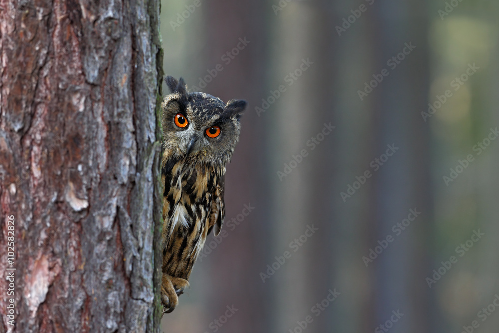 欧亚鹰鸮，Bubo Bubo，隐藏在冬季森林的树干上，橙色大e的肖像