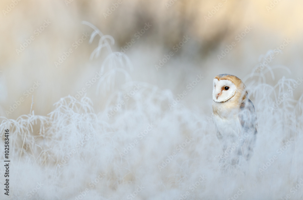 Bird Barn Owl，Tyto alba，在冬日晨光中坐在雾凇白色的草地上