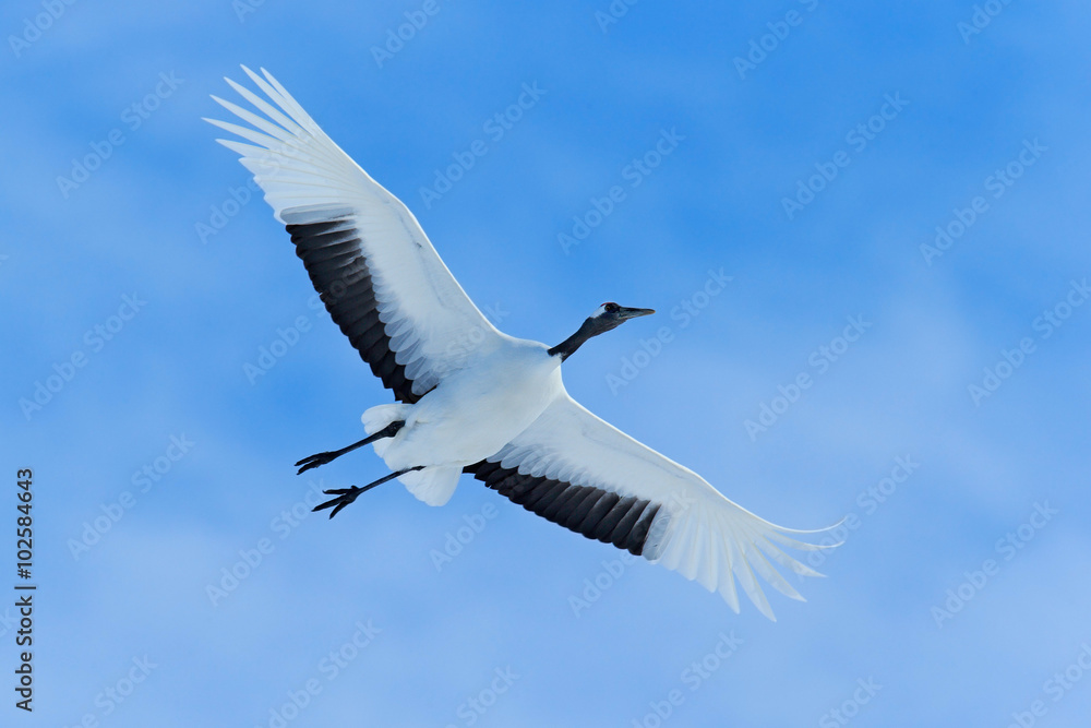 飞翔的白鸟丹顶鹤，张开翅膀，蓝天白云