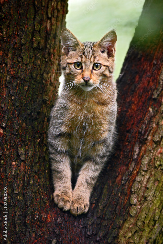 野生猫科动物，Felis silvestris，中欧自然森林栖息地的动物