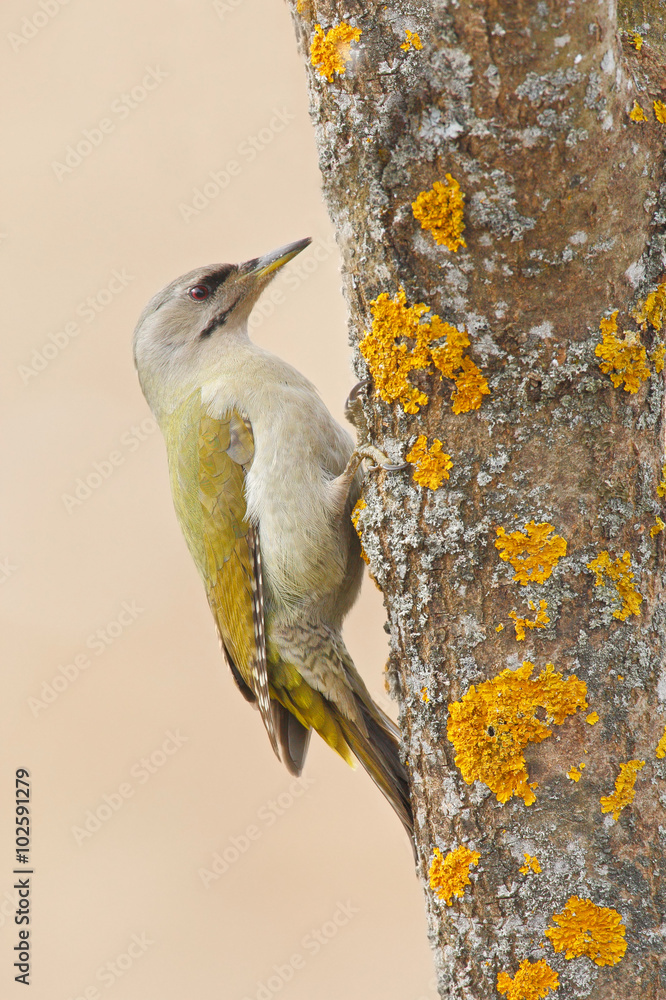 灰头啄木鸟坐在树干上，长着黄色地衣，漂亮的绿色鸟，瑞典