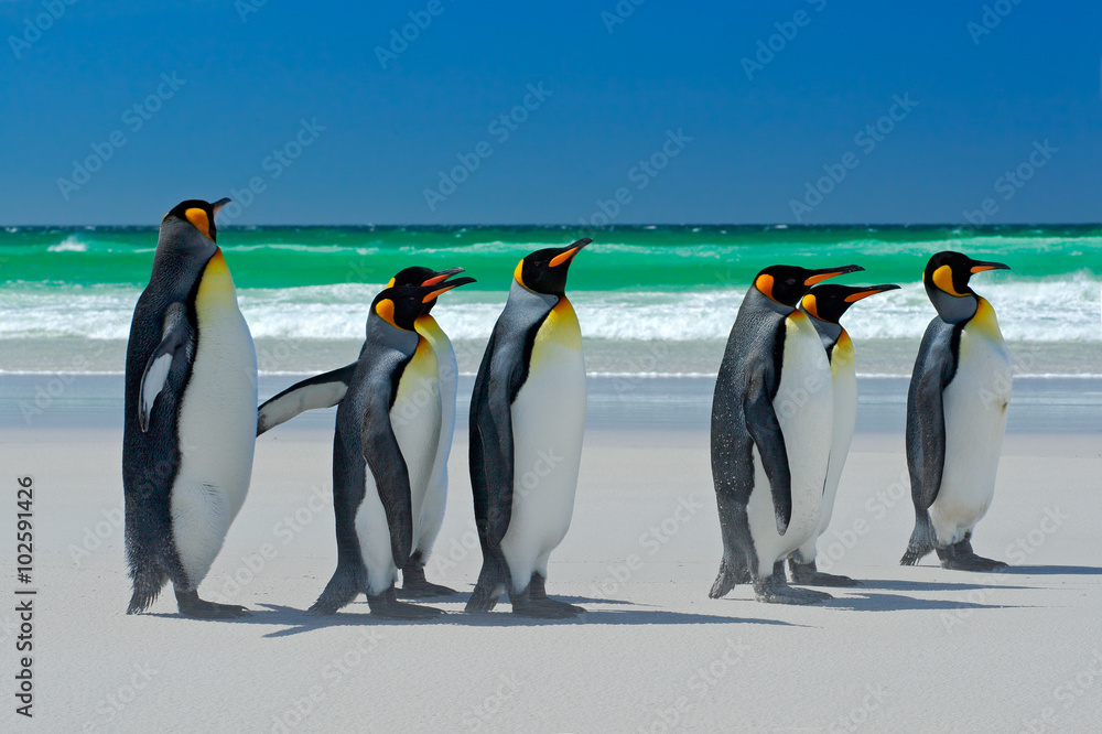 一群王企鹅，Aptenodytes patagonicus，从白沙走向大海，海洋中的动物