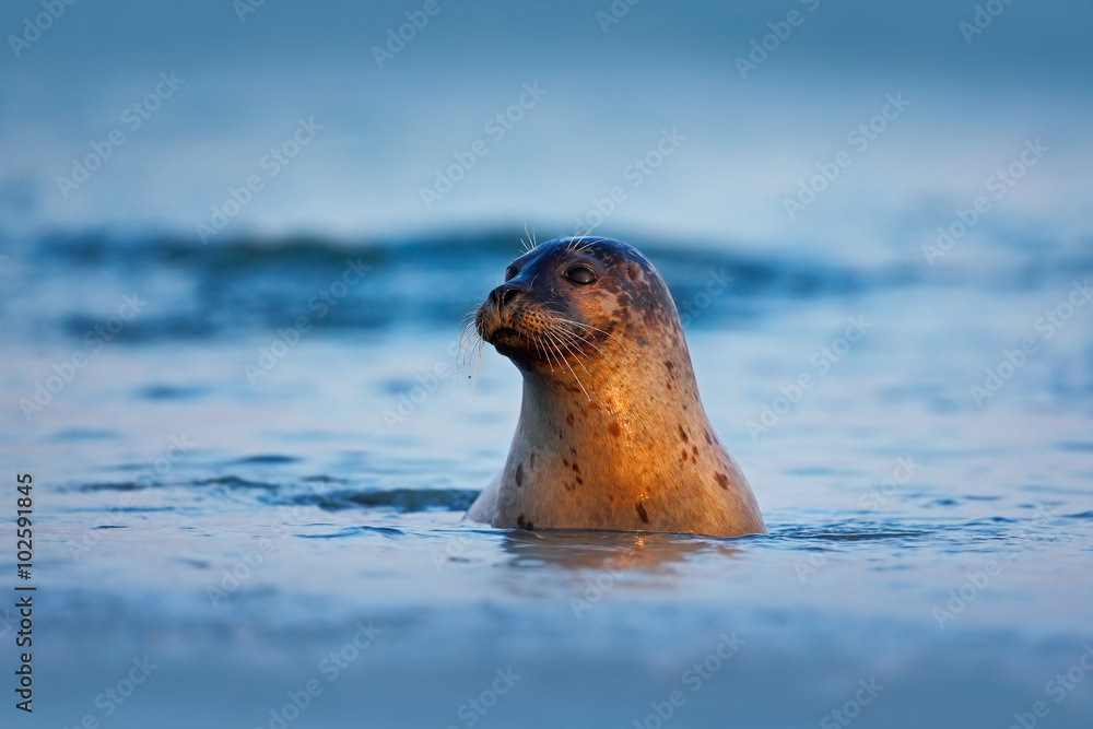 大西洋灰海豹，Halichoerus grypus，在深蓝色的水中与清晨的阳光合影，动物游泳