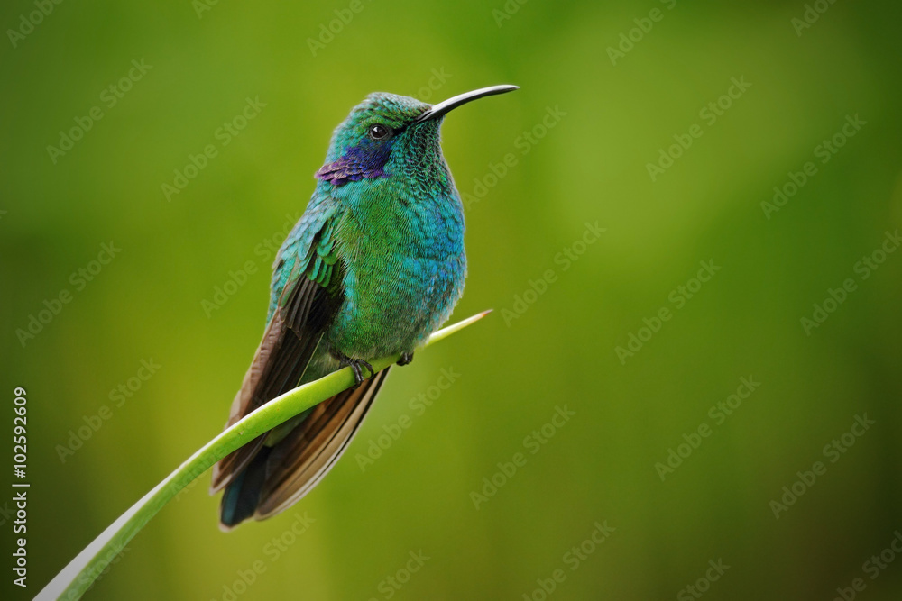 绿色紫罗兰耳，地中海蜂鸟，自然栖息地的绿叶蜂鸟，巴拿马