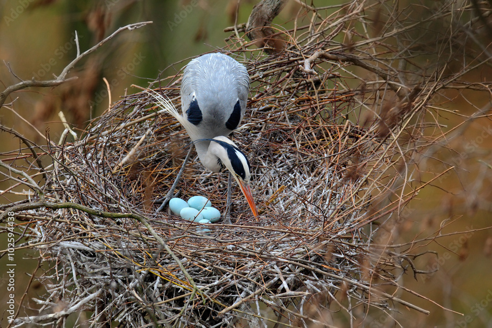 灰鹭，灰鹭，有四个蛋，筑巢时间