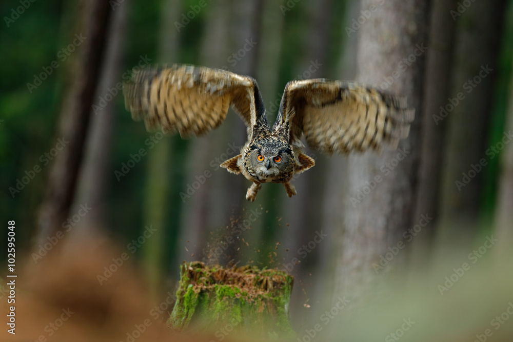 飞翔的鸟类欧亚鹰鸮，在有树木的森林栖息地张开翅膀