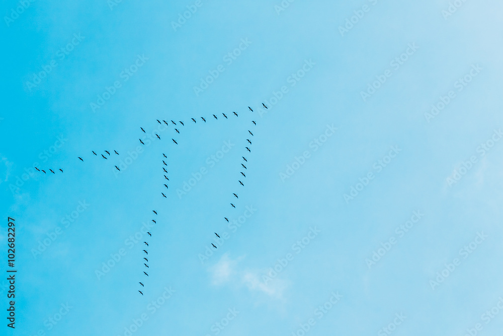 成群的鹅以V字形飞行，在蓝色的秋天或Spr中飞行