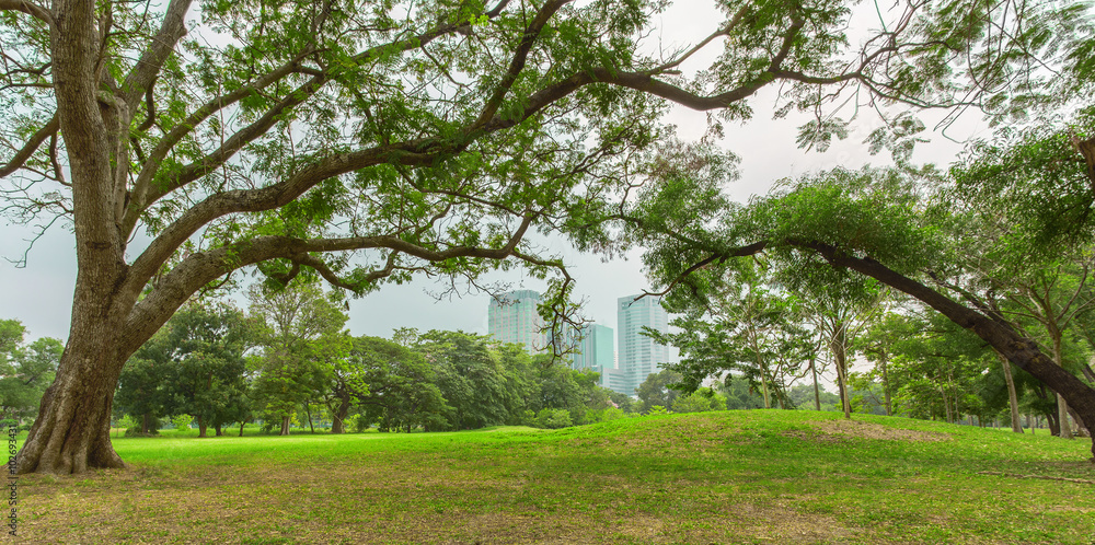 宽敞城市公园的绿色草坪