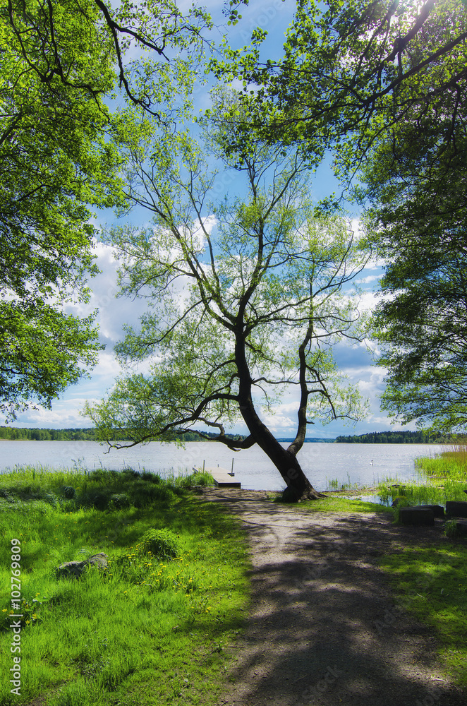 风景如画的斯堪的纳维亚春季景观，树木和湖泊，自然季节背景