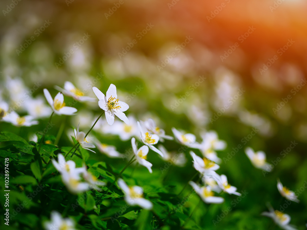 White anemone flowers growing in the wild in a forest in spring