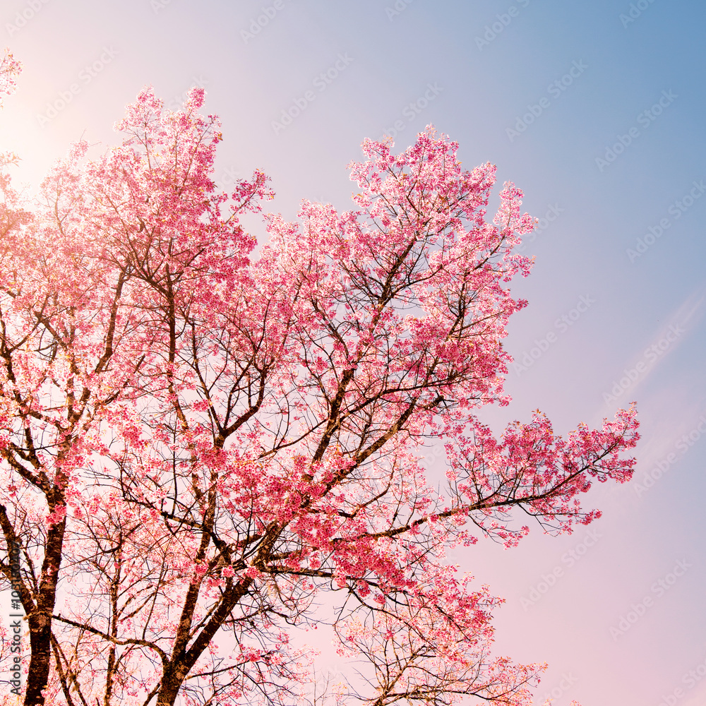 春天美丽的樱桃粉色花朵的自然背景-宁静和玫瑰石英滤色器