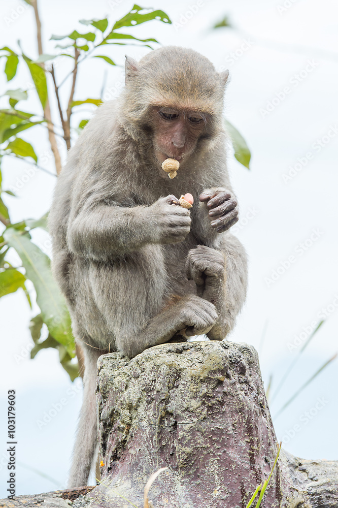 台湾猕猴正在吃花生