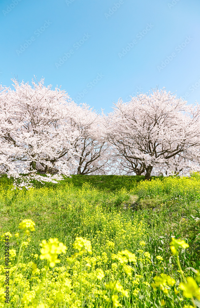日本の春の風景　桜　染井吉野　菜の花
