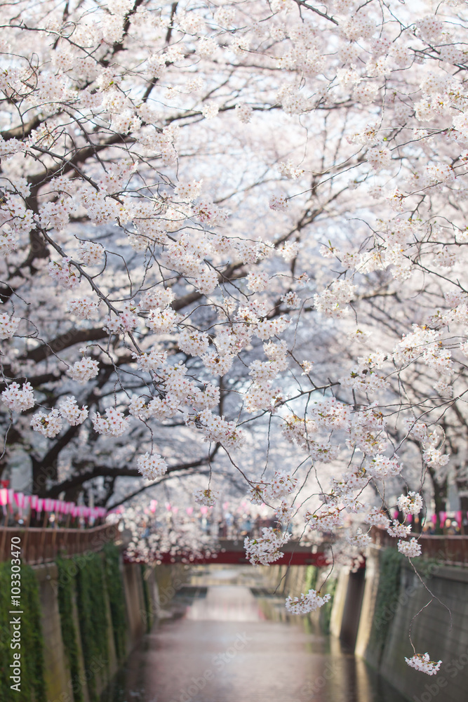 美丽的樱花在日本东京中目黑