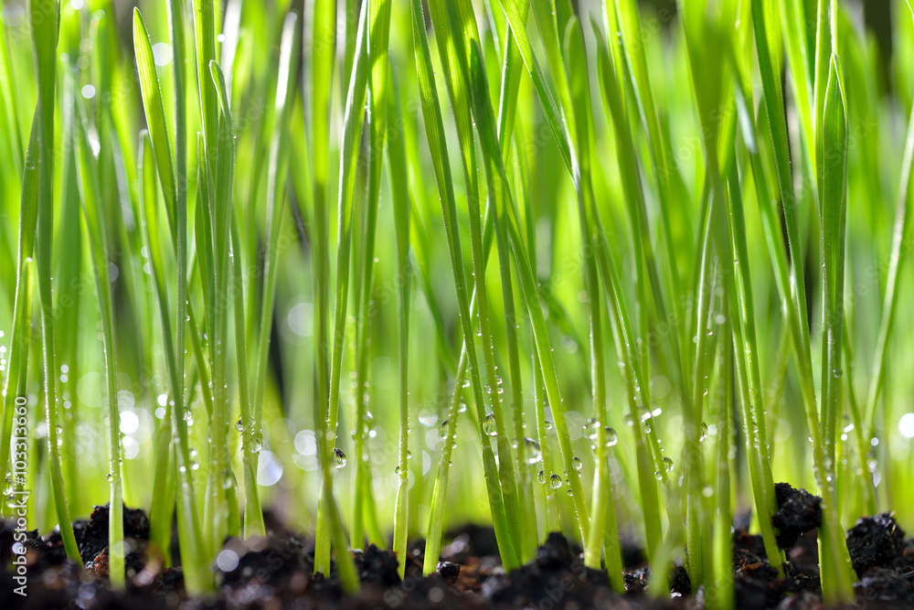 自然界中生长的新鲜绿色有机小麦草，有露水